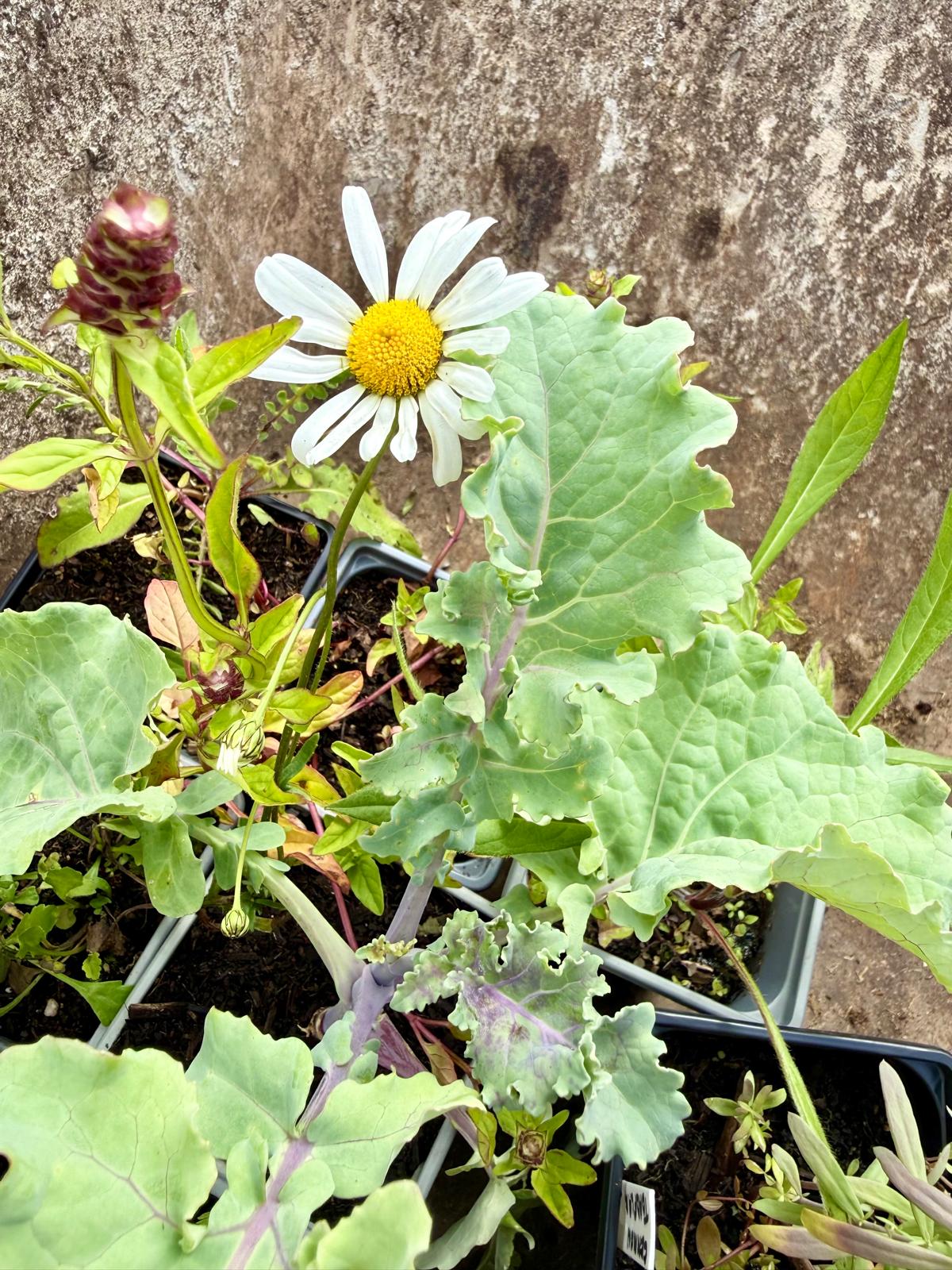 Close up of a potted oxeye daisy in bloom and a wild cabbage plant, waiting to be planted into the new beds.