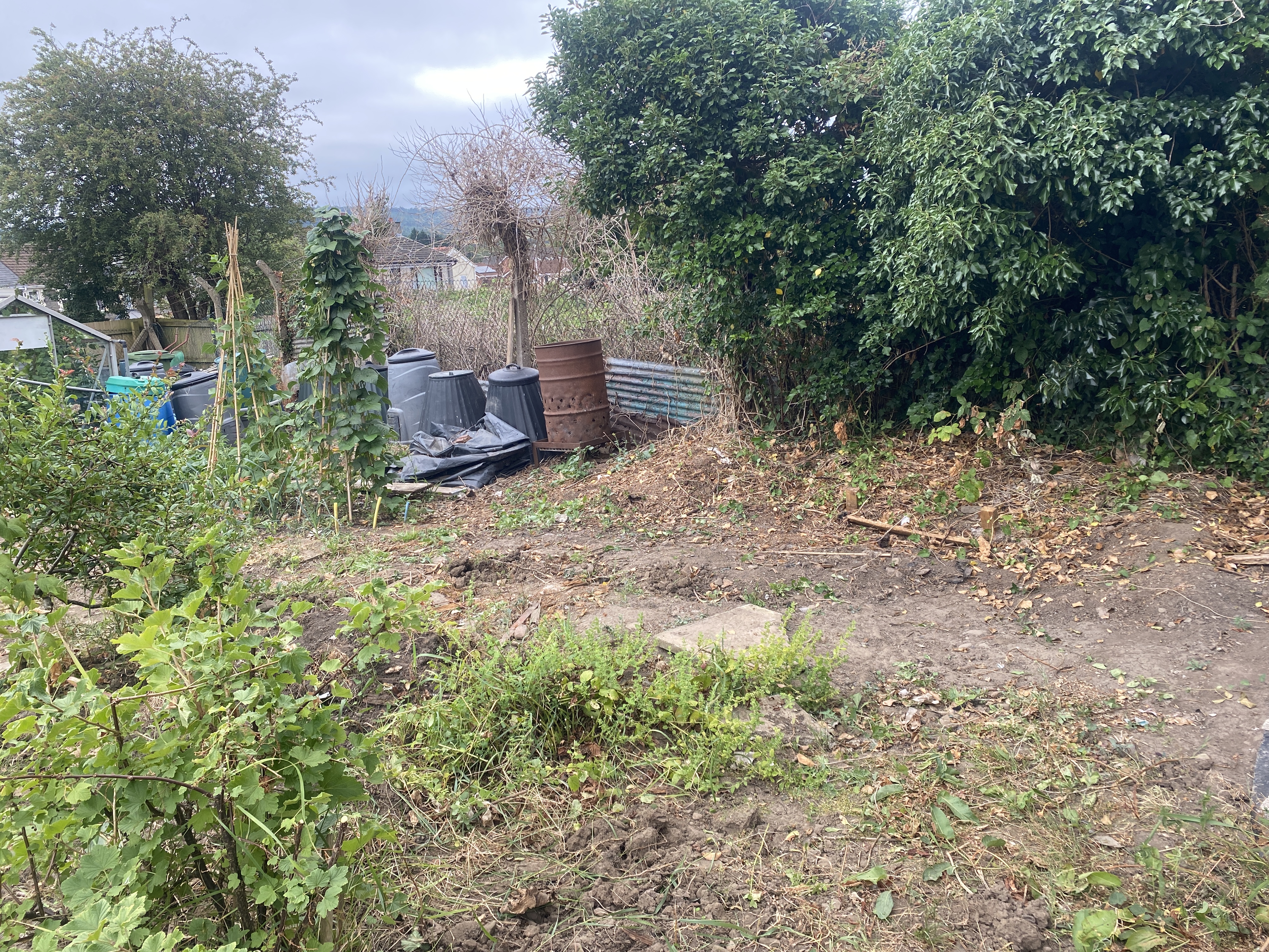 An area of mostly bare earth punctuated with weeds, sloping down towards a tall, ivy-covered fence.